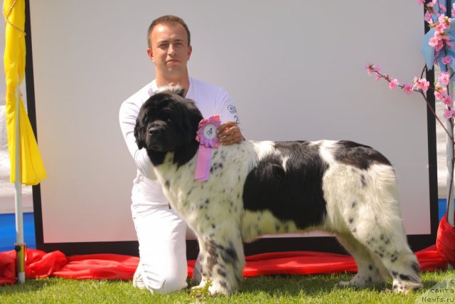 Фото: ньюфаундленд Аквиан Сонг Зеро Гравити (Akvian Song Zero Graviti), Александр Розенфельд