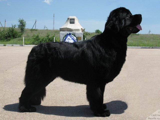 Фото: ньюфаундленд Загадка Доминика Кара Дениз (Zagadka Dominika Kara Deniz)