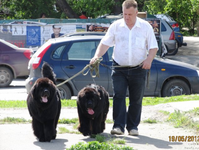 Фото: ньюфаундленд Арье Черная Сенсация Пармы, ньюфаундленд Аккила Тико Яркая Звезда