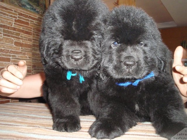 Фото: дети, ньюфаундленд Ефросинья из Царства Медведей