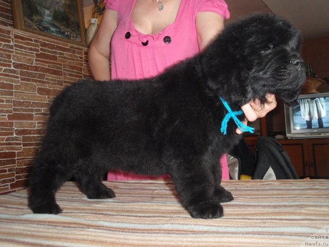 Фото: дети, ньюфаундленд Ефросинья из Царства Медведей