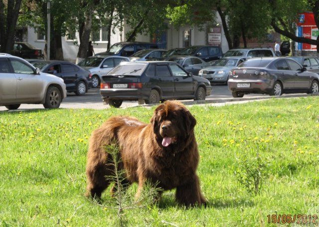 Фото: ньюфаундленд Кокетка от Чаннел из Медвежьего Яра