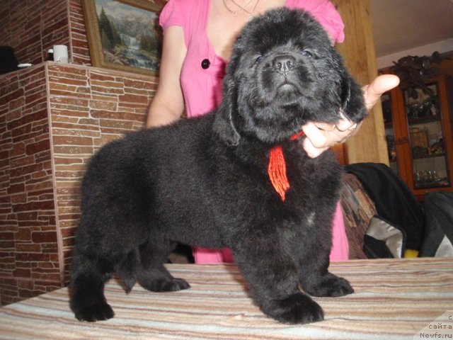 Фото: ньюфаундленд Ньюфорт Тайм'с Голд Алекса