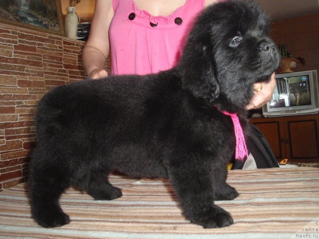 Фото: ньюфаундленд Ньюфорт Танцующая Королева