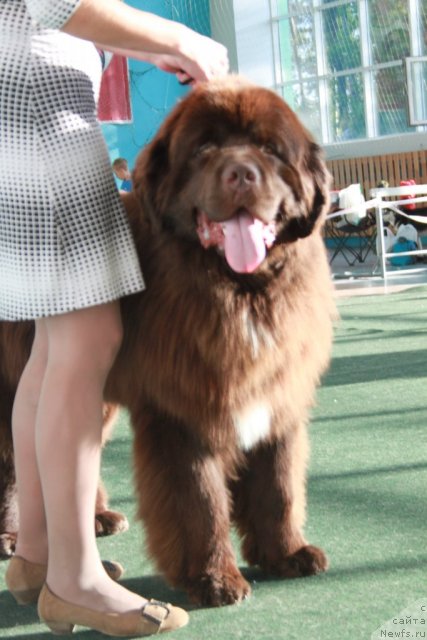 Фото: ньюфаундленд Акватория Келвин Райз Афтэ Ми (Aquatoriya Kelvin Rise After Me), Снежана Шуринова