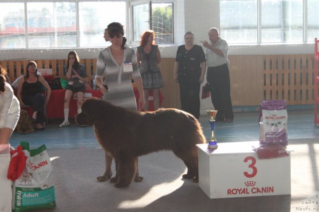 Фото: ньюфаундленд Акватория Келвин Райз Афтэ Ми (Aquatoriya Kelvin Rise After Me), Снежана Шуринова