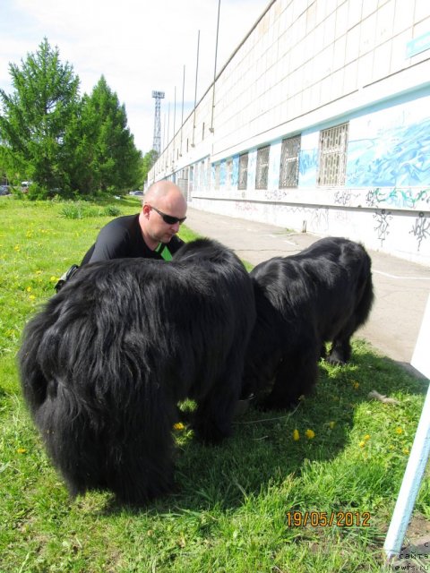 Фото: ньюфаундленд Их Высочество Владлена Маджикс, Алексей Нистратов