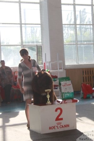 Фото: ньюфаундленд Акватория Келвин Райз Афтэ Ми (Aquatoriya Kelvin Rise After Me), Снежана Шуринова