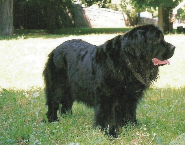 Фото: ньюфаундленд Сьюзи оф Нептуниас (Syuzi of Neptunias)