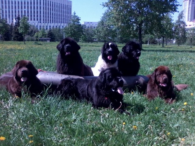 Фотография № 96195