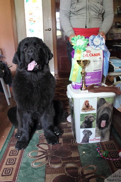 Фото: ньюфаундленд Дар Свезы Бесаме Мучо, Марина Глазырина