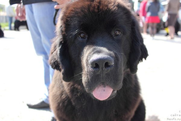 Фото: ньюфаундленд Дар Свезы Бесаме Мучо