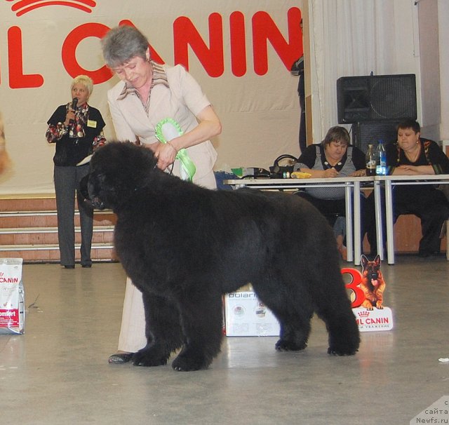 Фото: ньюфаундленд С'Нежная Вьюга Альянико Дель Вультуре (S'Nezhnaya Vjuga Alyaniko del Vulture), Елена Кропотова