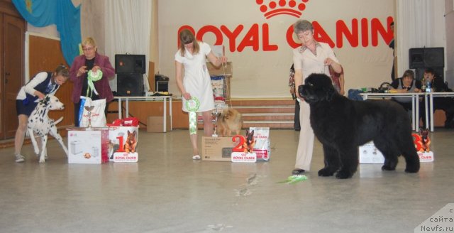 Фото: ньюфаундленд С'Нежная Вьюга Альянико Дель Вультуре (S'Nezhnaya Vjuga Alyaniko del Vulture), Елена Кропотова