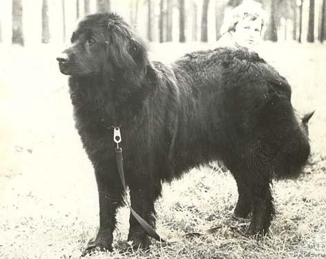 Фото: ньюфаундленд Фанчара Герд