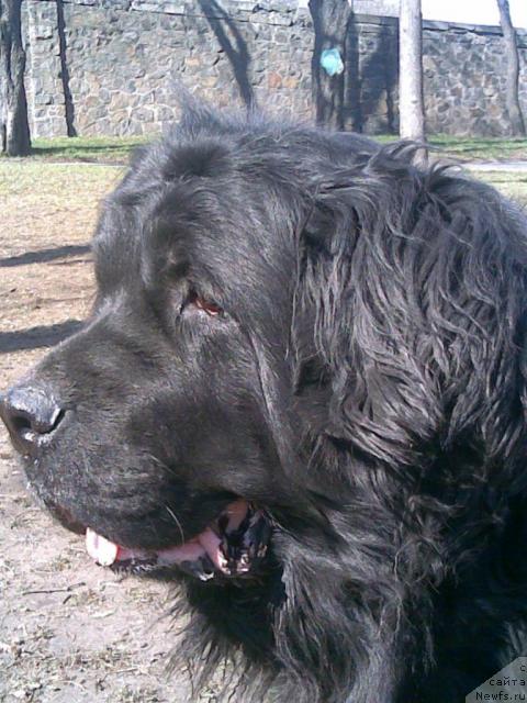 Фото: Сьюзи оф Нептуниас (Syuzi of Neptunias)