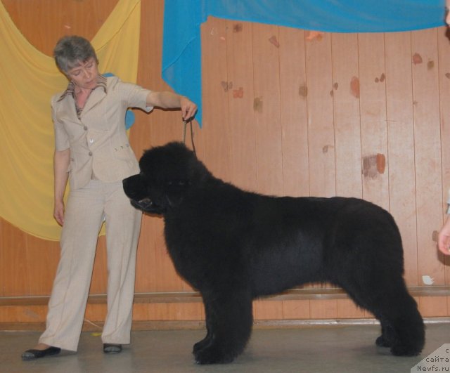 Фото: ньюфаундленд С'Нежная Вьюга Альянико Дель Вультуре (S'Nezhnaya Vjuga Alyaniko del Vulture), Елена Кропотова