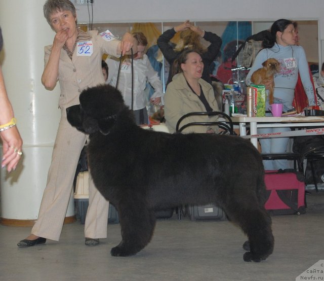 Фото: ньюфаундленд С'Нежная Вьюга Альянико Дель Вультуре (S'Nezhnaya Vjuga Alyaniko del Vulture), Елена Кропотова