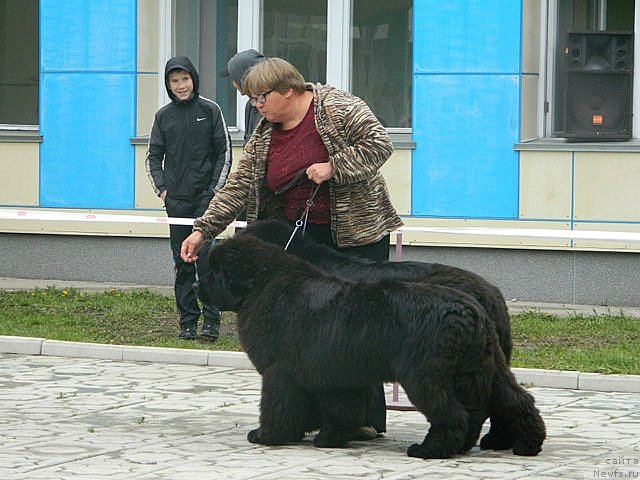 Фото: ньюфаундленд С'Нежная Вьюга Альянико Дель Вультуре (S'Nezhnaya Vjuga Alyaniko del Vulture), ньюфаундленд С'Нежная Вьюга Авиньонези Капаннеле (S'Nezhnaya Vjuga Avignonesi Capannelle)