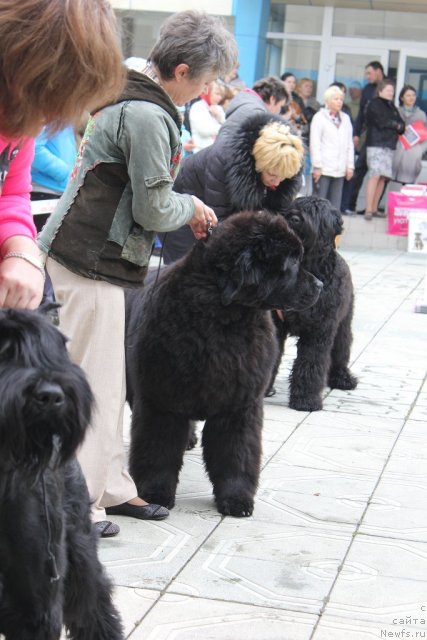 Фото: ньюфаундленд С'Нежная Вьюга Альянико Дель Вультуре (S'Nezhnaya Vjuga Alyaniko del Vulture)
