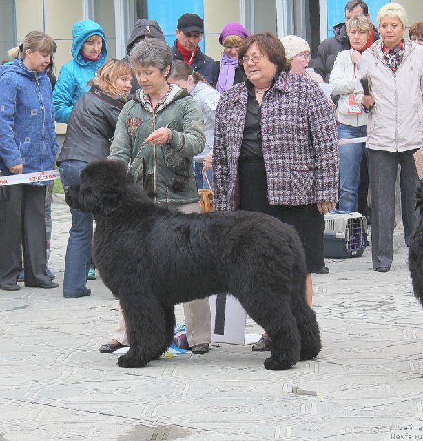 Фото: ньюфаундленд С'Нежная Вьюга Альянико Дель Вультуре (S'Nezhnaya Vjuga Alyaniko del Vulture), Елена Кропотова