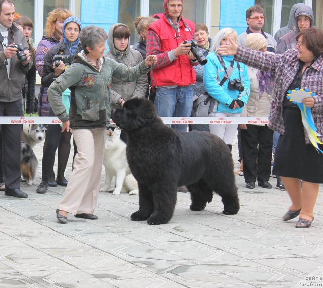 Фото: ньюфаундленд С'Нежная Вьюга Альянико Дель Вультуре (S'Nezhnaya Vjuga Alyaniko del Vulture), Елена Кропотова