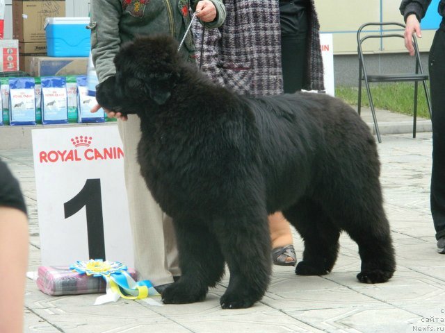 Фото: ньюфаундленд С'Нежная Вьюга Альянико Дель Вультуре (S'Nezhnaya Vjuga Alyaniko del Vulture), Елена Кропотова