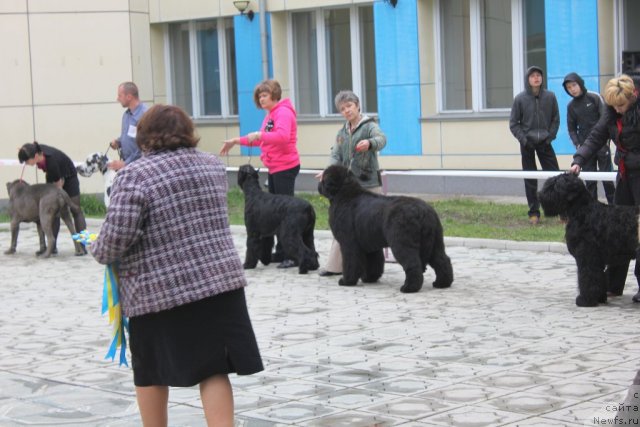 Фото: ньюфаундленд С'Нежная Вьюга Альянико Дель Вультуре (S'Nezhnaya Vjuga Alyaniko del Vulture), Елена Кропотова