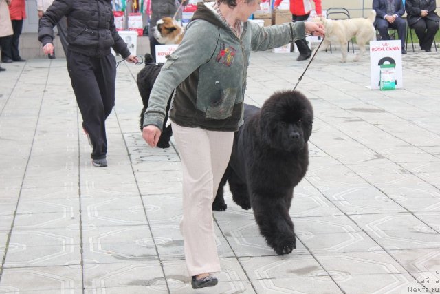 Фото: ньюфаундленд С'Нежная Вьюга Альянико Дель Вультуре (S'Nezhnaya Vjuga Alyaniko del Vulture)