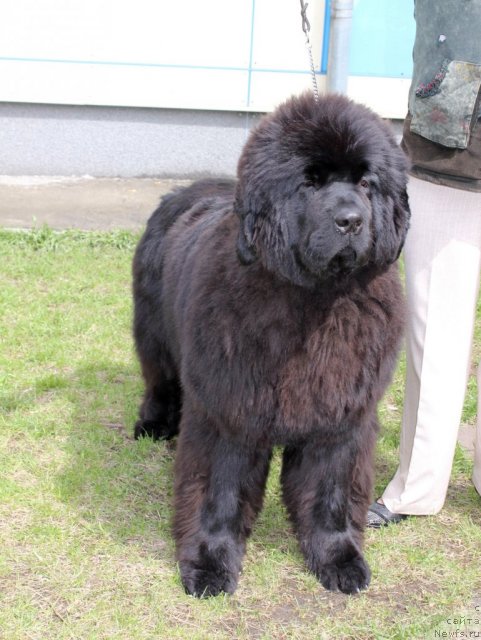 Фото: ньюфаундленд С'Нежная Вьюга Авиньонези Капаннеле (S'Nezhnaya Vjuga Avignonesi Capannelle)