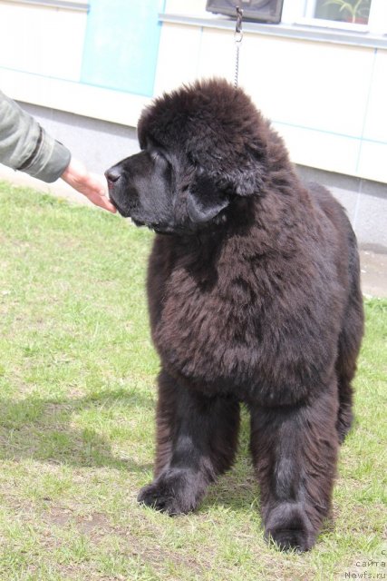 Фотография № 96211