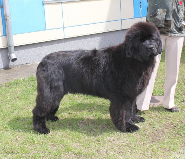 Фото: ньюфаундленд С'Нежная Вьюга Авиньонези Капаннеле (S'Nezhnaya Vjuga Avignonesi Capannelle)
