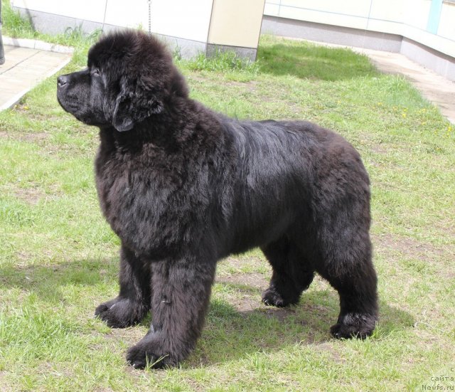 Фото: ньюфаундленд С'Нежная Вьюга Альянико Дель Вультуре (S'Nezhnaya Vjuga Alyaniko del Vulture)