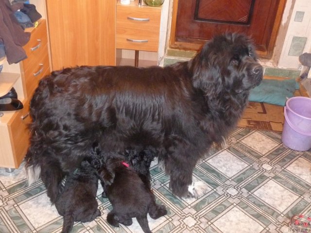 Фото: Брина кормит потомство