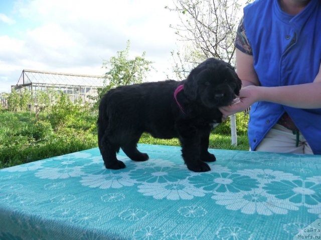 Фото: ньюфаундленд Вива Виктория