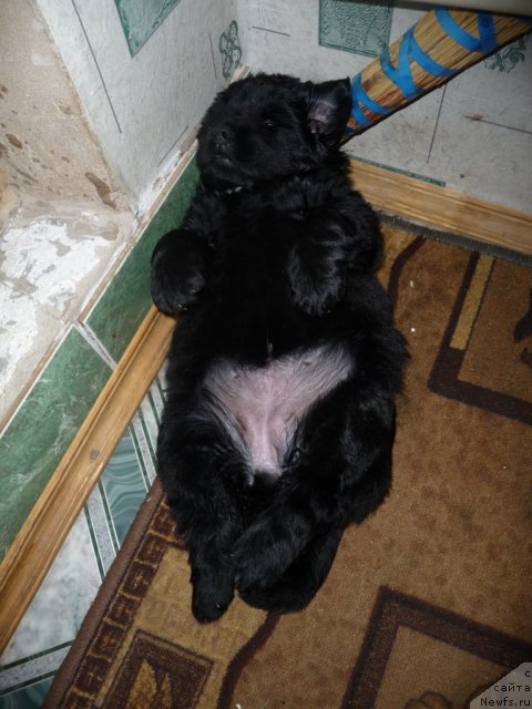 Фото: Дочка Брины