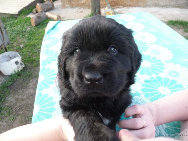 Фото: ньюфаундленд Вива Виктория