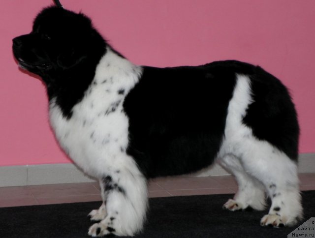 Фото: ньюфаундленд Фиаметтахауз Мартини Бьянка (Fiamettahauz Martini Bianka)