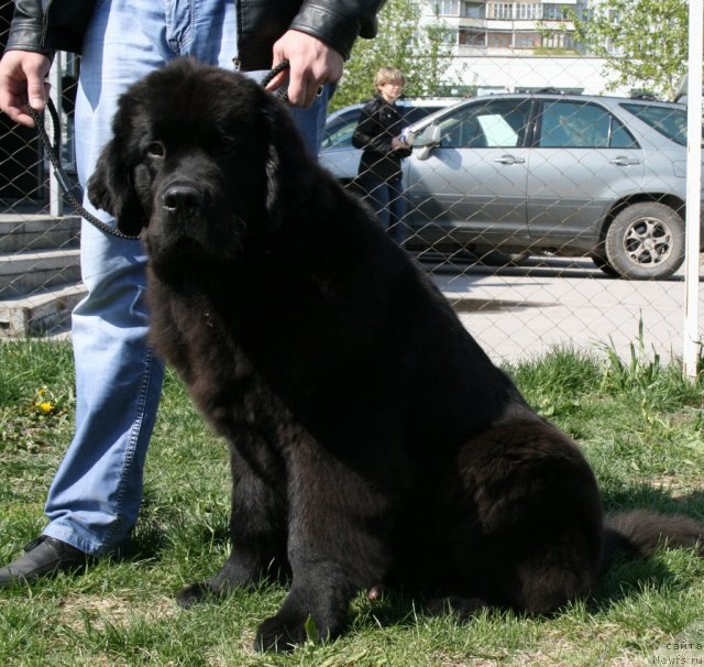 Фото: ньюфаундленд Дар Свезы Бесаме Мучо