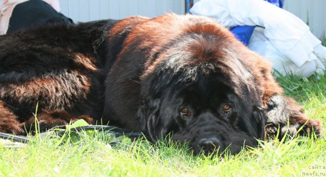 Фотография № 96235