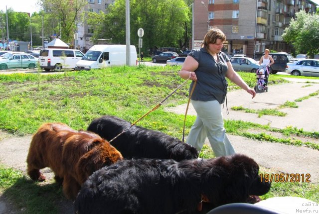 Фото: Наталья Гостюхина, ньюфаундленд Кокетка от Чаннел из Медвежьего Яра, ньюфаундленд Undercover Angel Nuo Ozo Kalvu