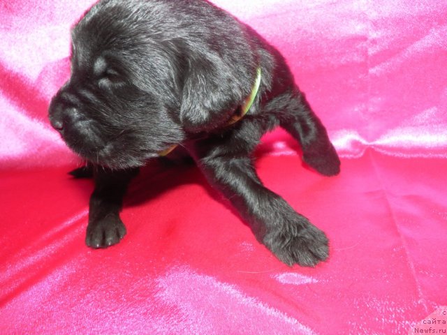 Фото: ньюфаундленд Lifeguard's American Style, ньюфаундленд Их Высочество Вилана Блум (Ih Visochestvo Vilana Blum)