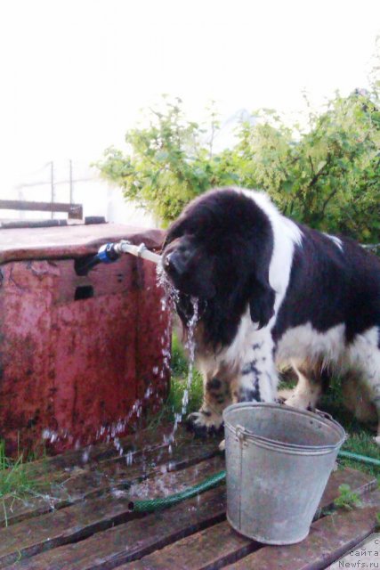 Фото: ньюфаундленд Супер Бизон Екатеринбург (Super Bizon Ekaterinburg)