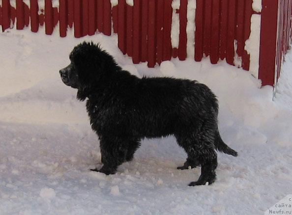 Фото: ньюфаундленд Жасмин Северный Каприз из Медвежьего Яра (Zhasmine Severny Caprice iz Medvejyego Yara)