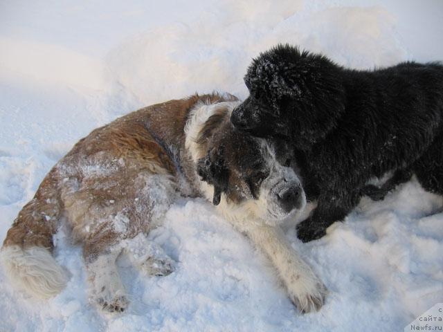 Фото: ньюфаундленд Жасмин Северный Каприз из Медвежьего Яра (Zhasmine Severny Caprice iz Medvejyego Yara)