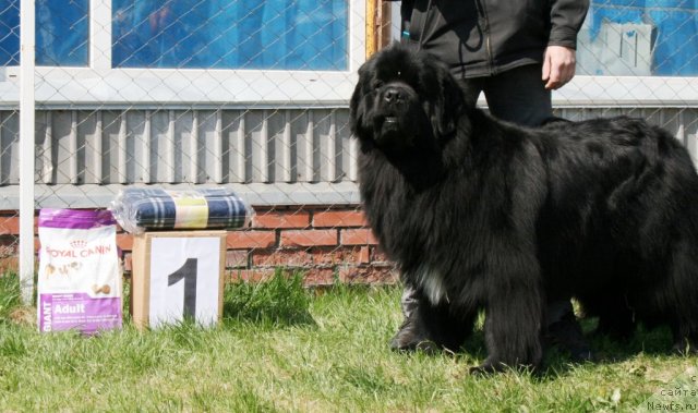 Фото: ньюфаундленд Жиган