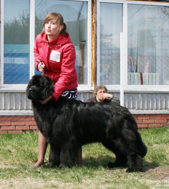 Фото: ньюфаундленд Формула Любви от Сибирского Медведя