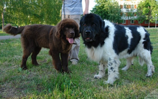 Фото: ньюфаундленд Ньюфот Прим Роуз, ньюфаундленд Кипер Соул Жемчужина Белая