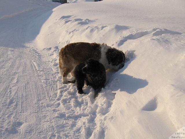 Фотография № 9630