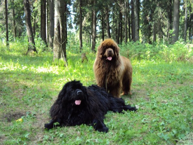 Фотография № 96302